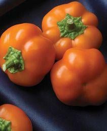 Orange You Sweet F1 Pepper Seeds - The Pepper Pantry (Formerly Marie Sharp's)